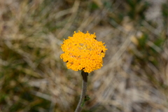 Craspedia aurantia jamesii