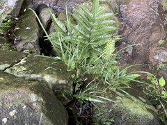 Pteris ryukyuensis
