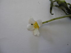 Ranunculus longirostris