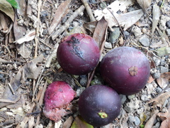 Garcinia warrenii