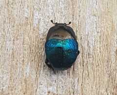 Saprinus optabilis