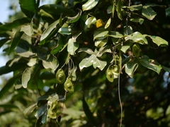 Derris heyneana