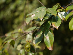 Derris heyneana