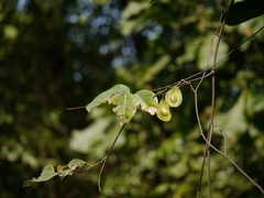 Derris heyneana