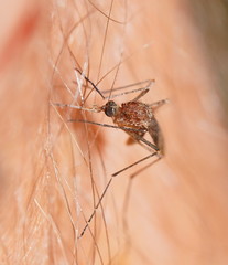 Aedes flavifrons