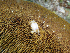 Dissodactylus primitivus