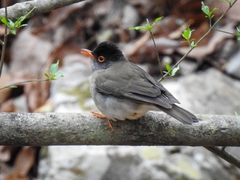 Catharus mexicanus