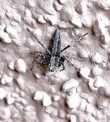 Oxyopes tridens