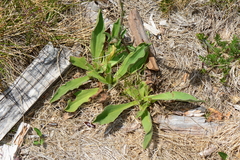 Craspedia aurantia jamesii