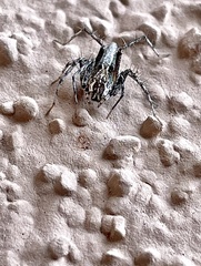 Oxyopes tridens