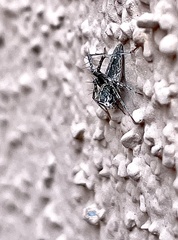 Oxyopes tridens