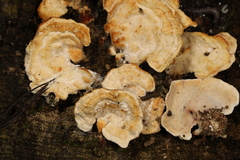 Antrodiella