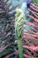 Gunnera petaloidea