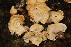 Antrodiella