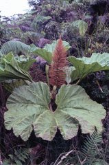 Gunnera petaloidea