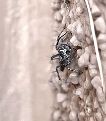 Oxyopes tridens
