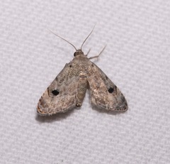 Abablemma brimleyana