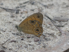 Hypocysta euphemia