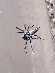 Oxyopes tridens