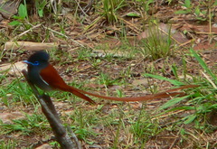 Terpsiphone viridis plumbeiceps