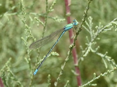 Pseudagrion decorum