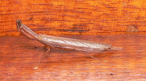 Galepsus
