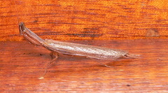 Galepsus