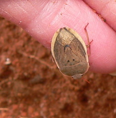 Delegorguella ventralis