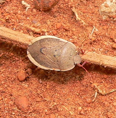 Delegorguella ventralis