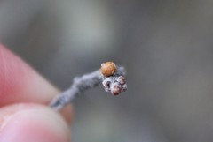 Neuroterus alexandrae