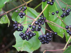 Polyscias australiana