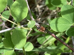 Prosternon bombycinum
