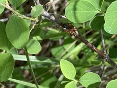 Prosternon bombycinum