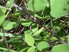 Prosternon bombycinum