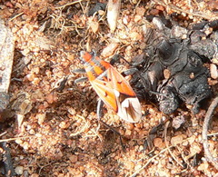 Haemobaphus concinnus