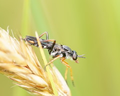 Agapophytinae