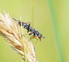 Agapophytinae