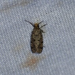 Amydria margoriella