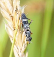 Agapophytinae