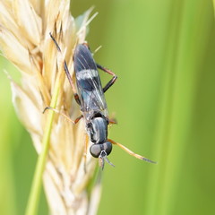Agapophytinae
