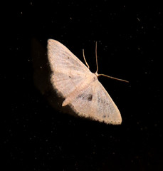 Scopula benitaria