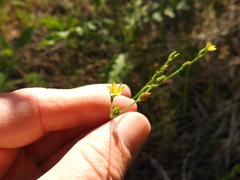 Hypericum gymnanthum