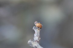 Neuroterus alexandrae