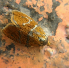 Ptycholoma lecheana
