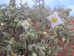 Solanum coactiliferum