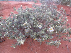 Solanum coactiliferum