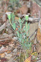 Pimelea linifolia linifolia