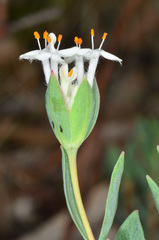Pimelea linifolia linifolia