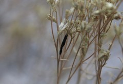 Asteromyia gutierreziae
