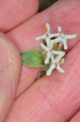 Pimelea linifolia linifolia